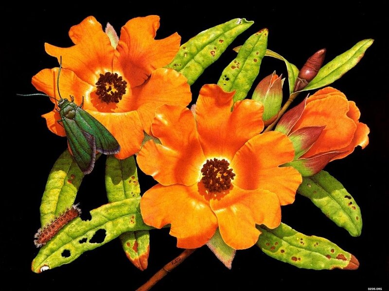 Green Moth on Orange Flowers