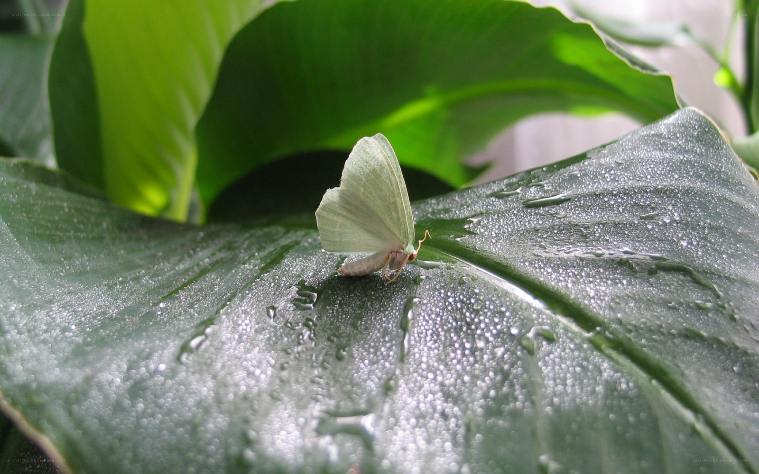 Green moth on wet leaf