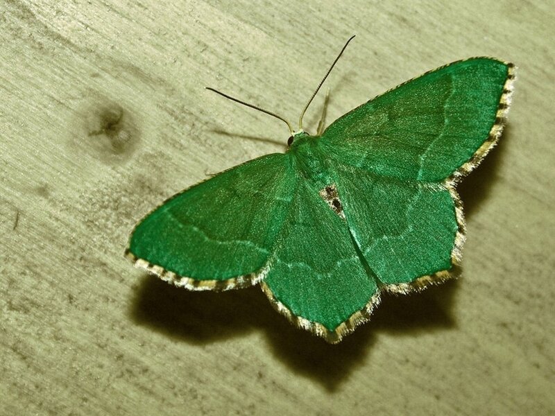 Green Moth on Wood
