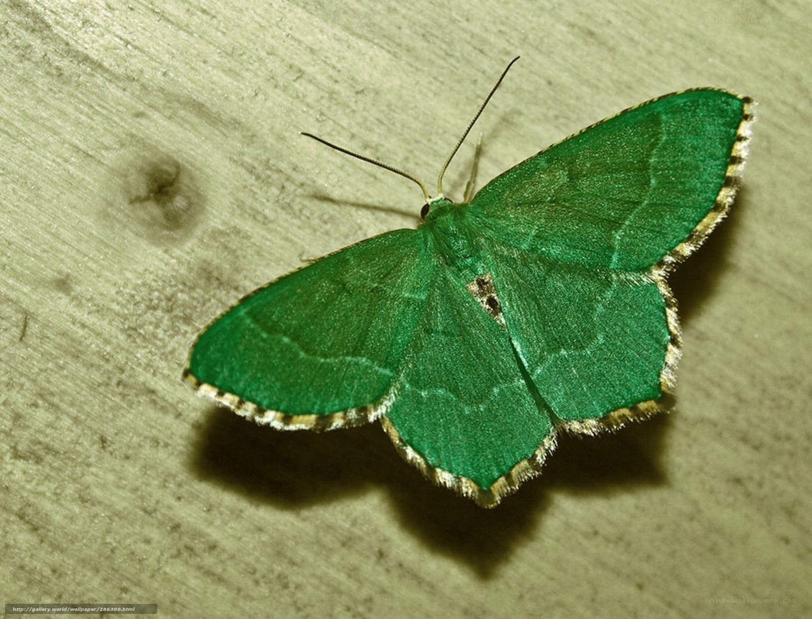 green moth on wooden surface