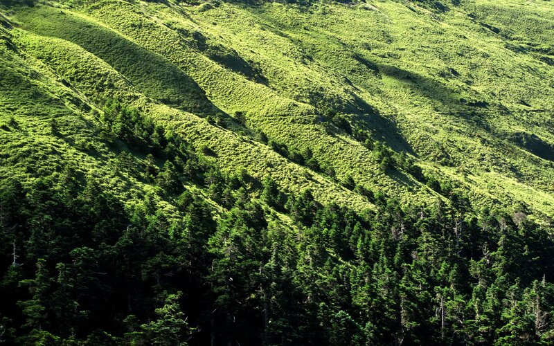 Green mountain slopes with forest