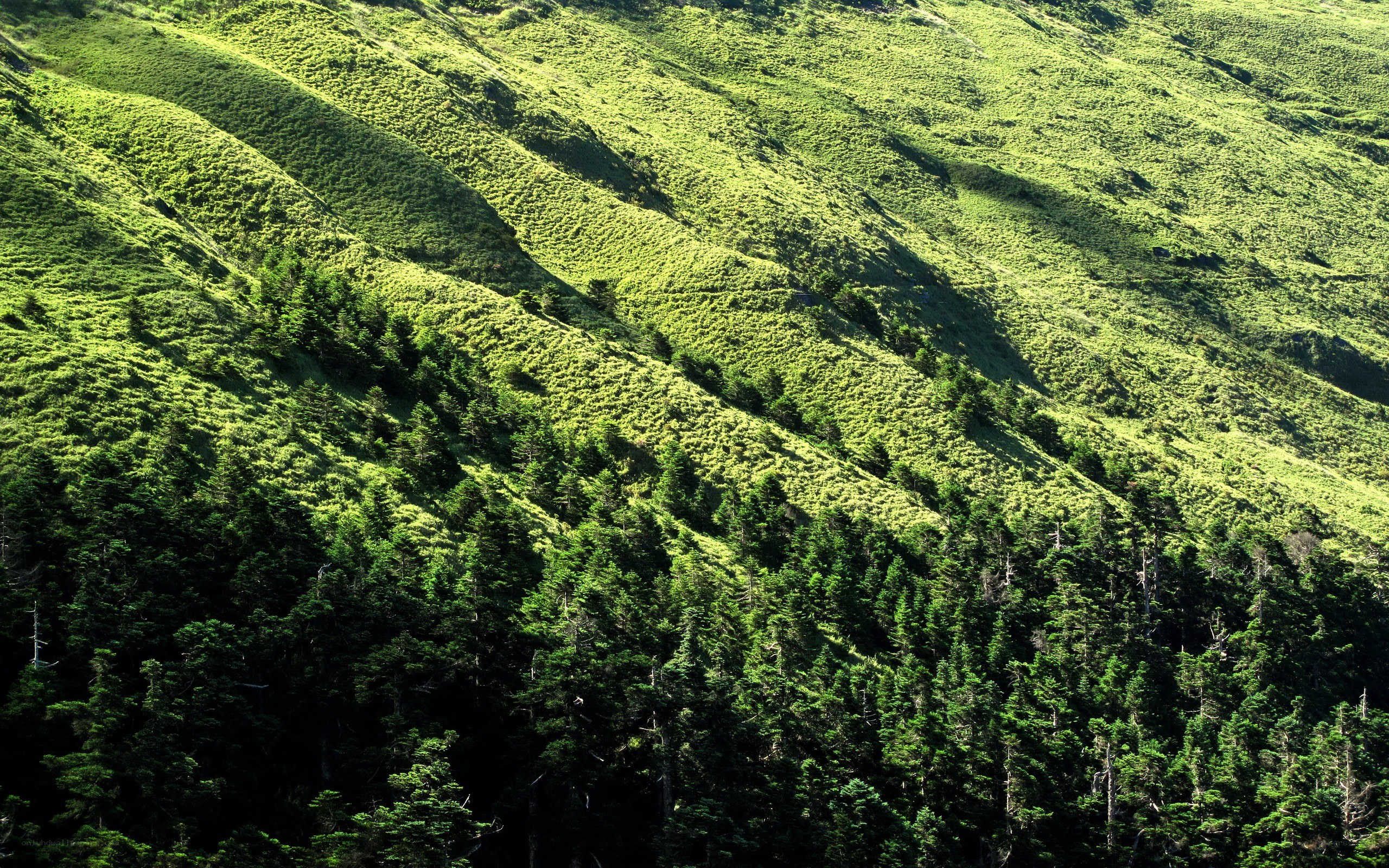 Green mountain slopes with forest