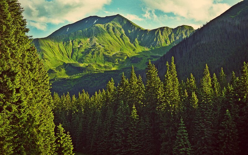 Green mountains and forest