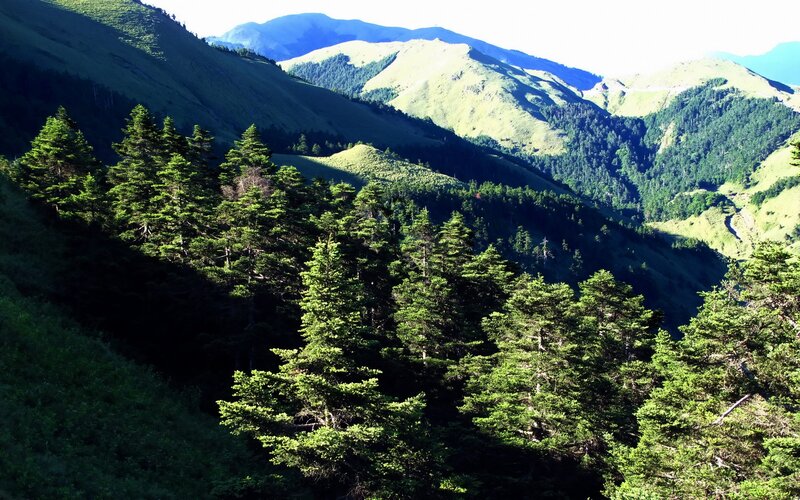 Green mountains and forest