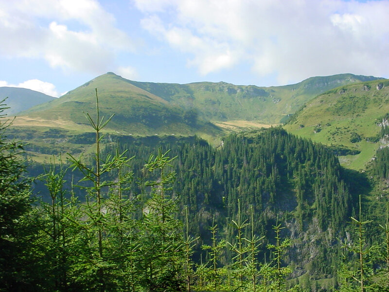 Green mountains and forest