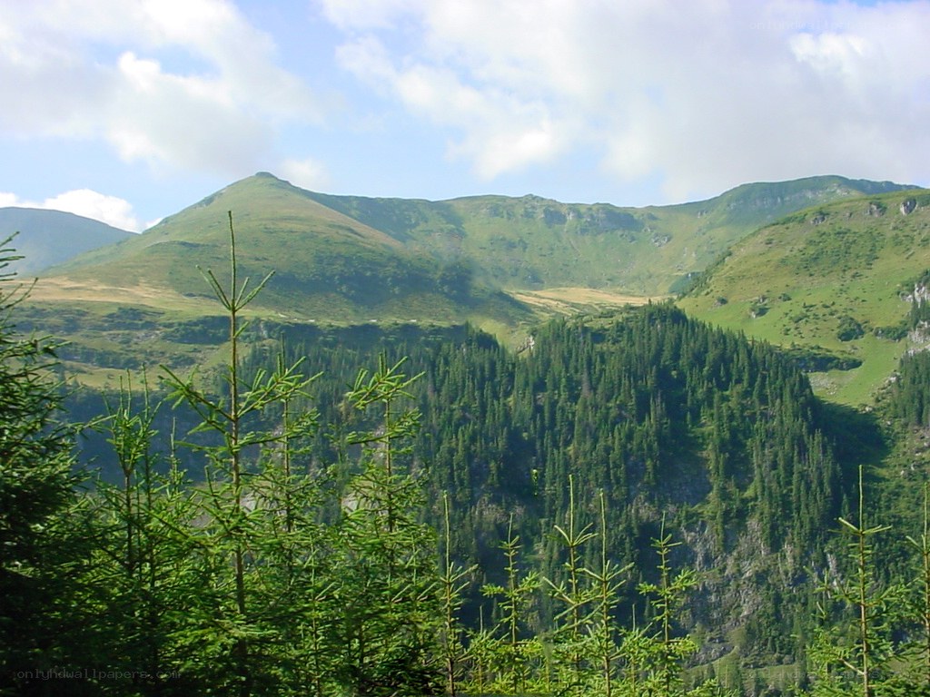 Green mountains and forest