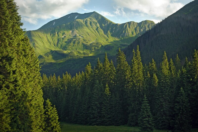 Green mountains and forest