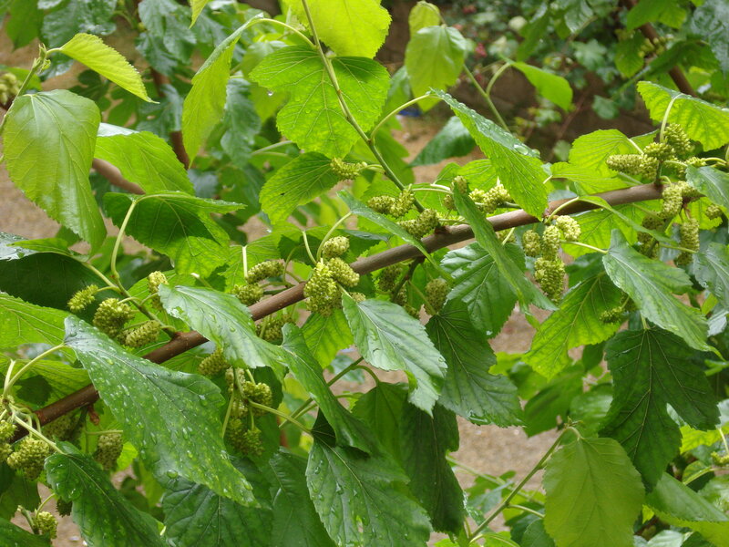 Green Mulberry Clusters — Natural