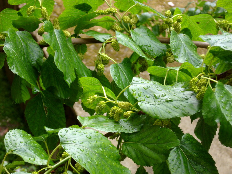 Green Mulberry Clusters