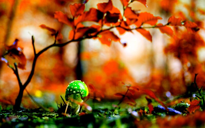 Green Mushroom in Forest — Serene