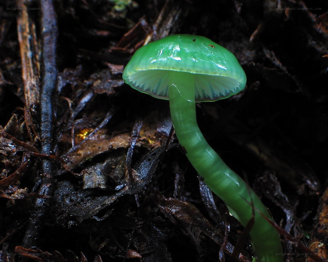 Green mushroom in forest