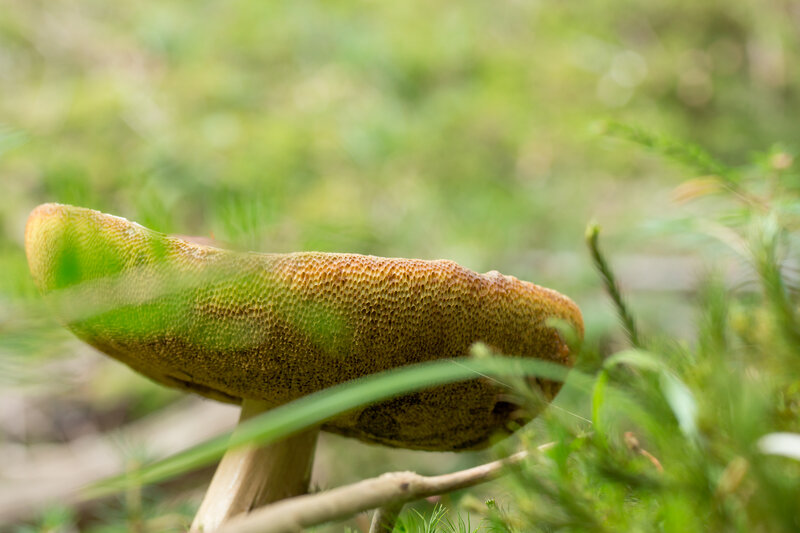 Green Mushroom in Grass