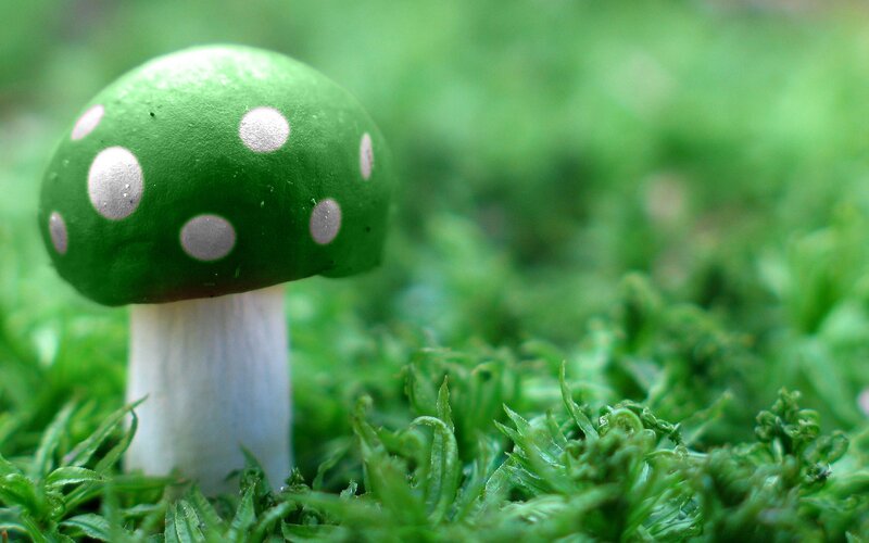 Green Mushroom in Moss