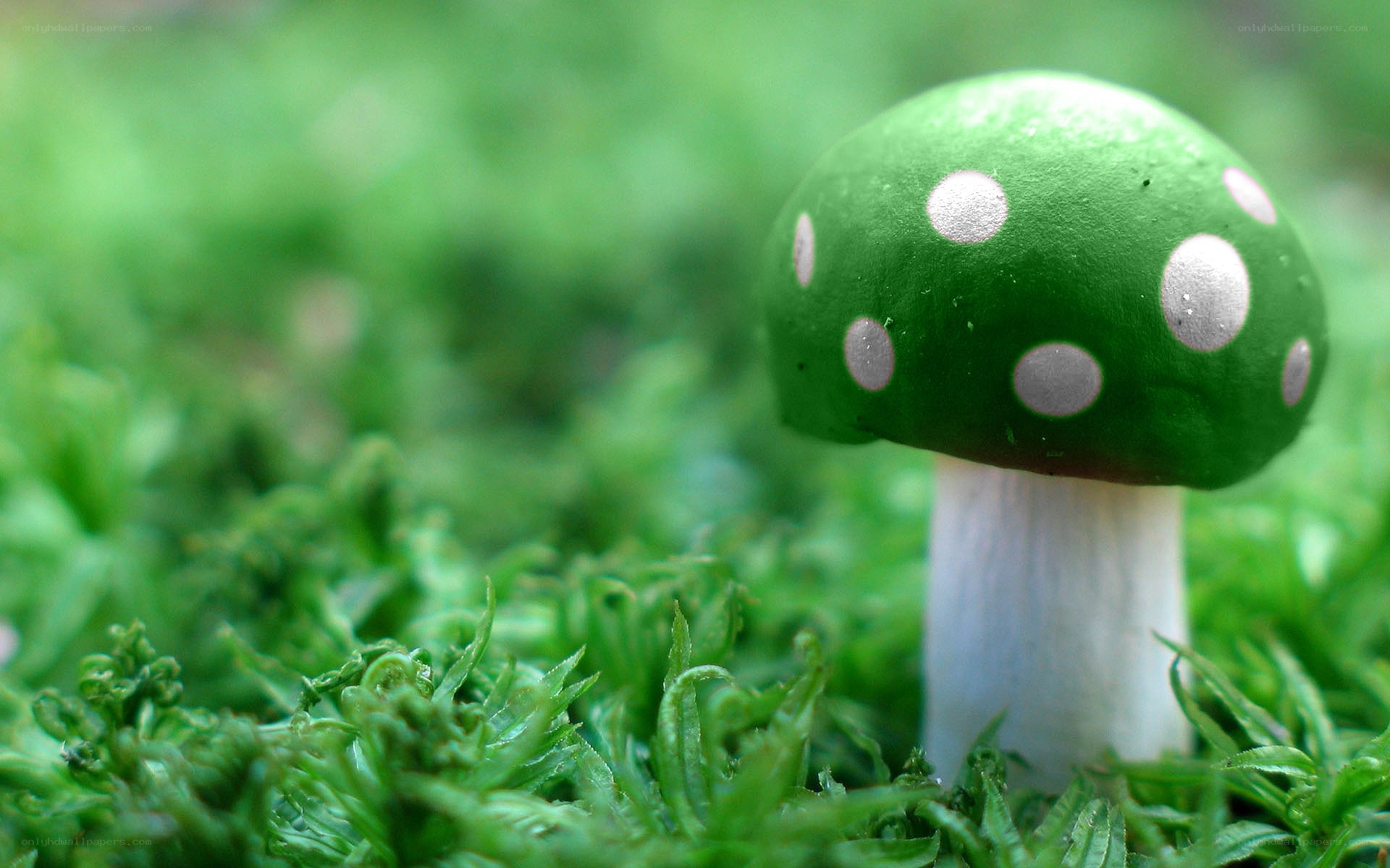 green mushroom with white spots