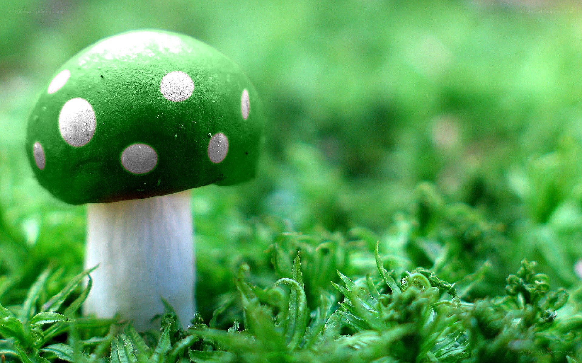 Green mushroom with white spots