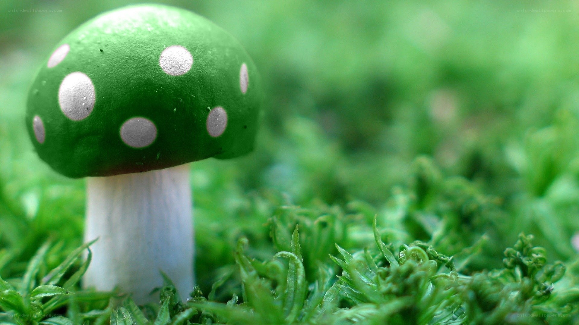green mushroom with white spots