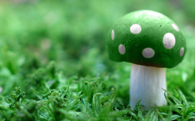 Green Mushroom with White Spots — Serene