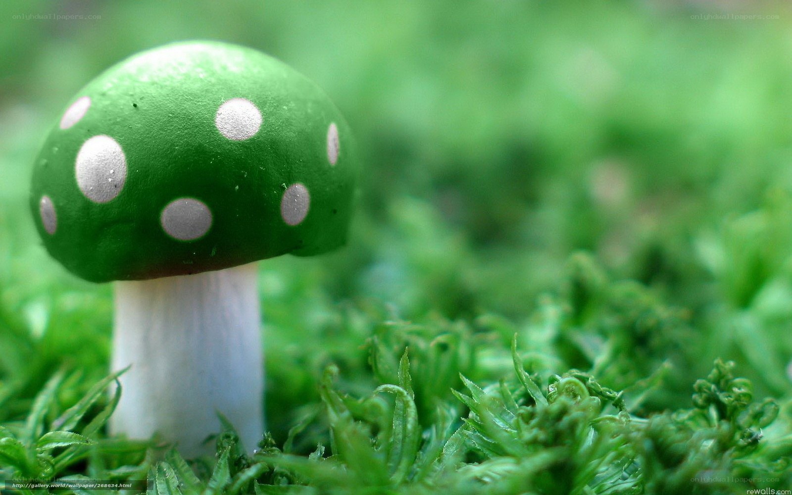 green mushroom with white spots