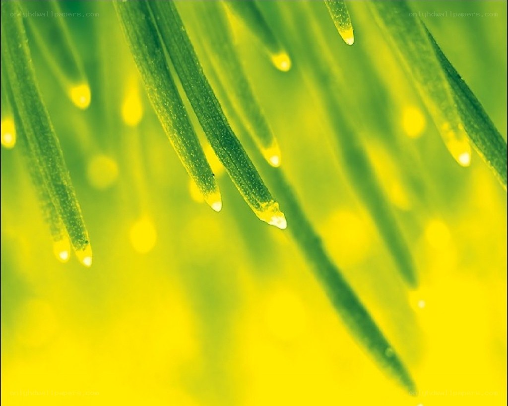 green needles with water droplets
