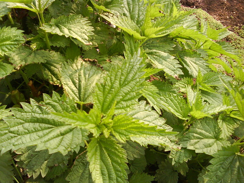 Green Nettle Plant
