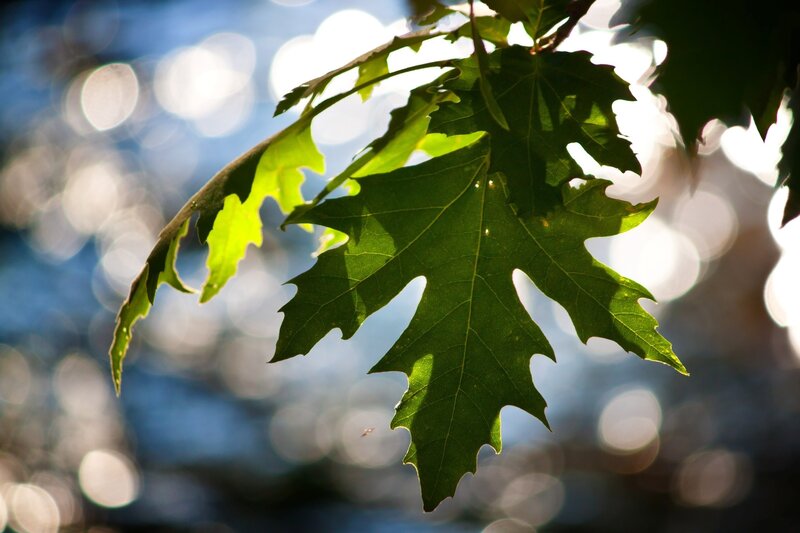 Green Oak Leaf