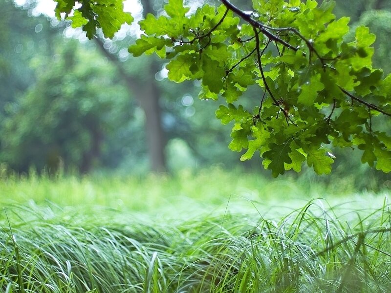 Green Oak Leaves in Forest