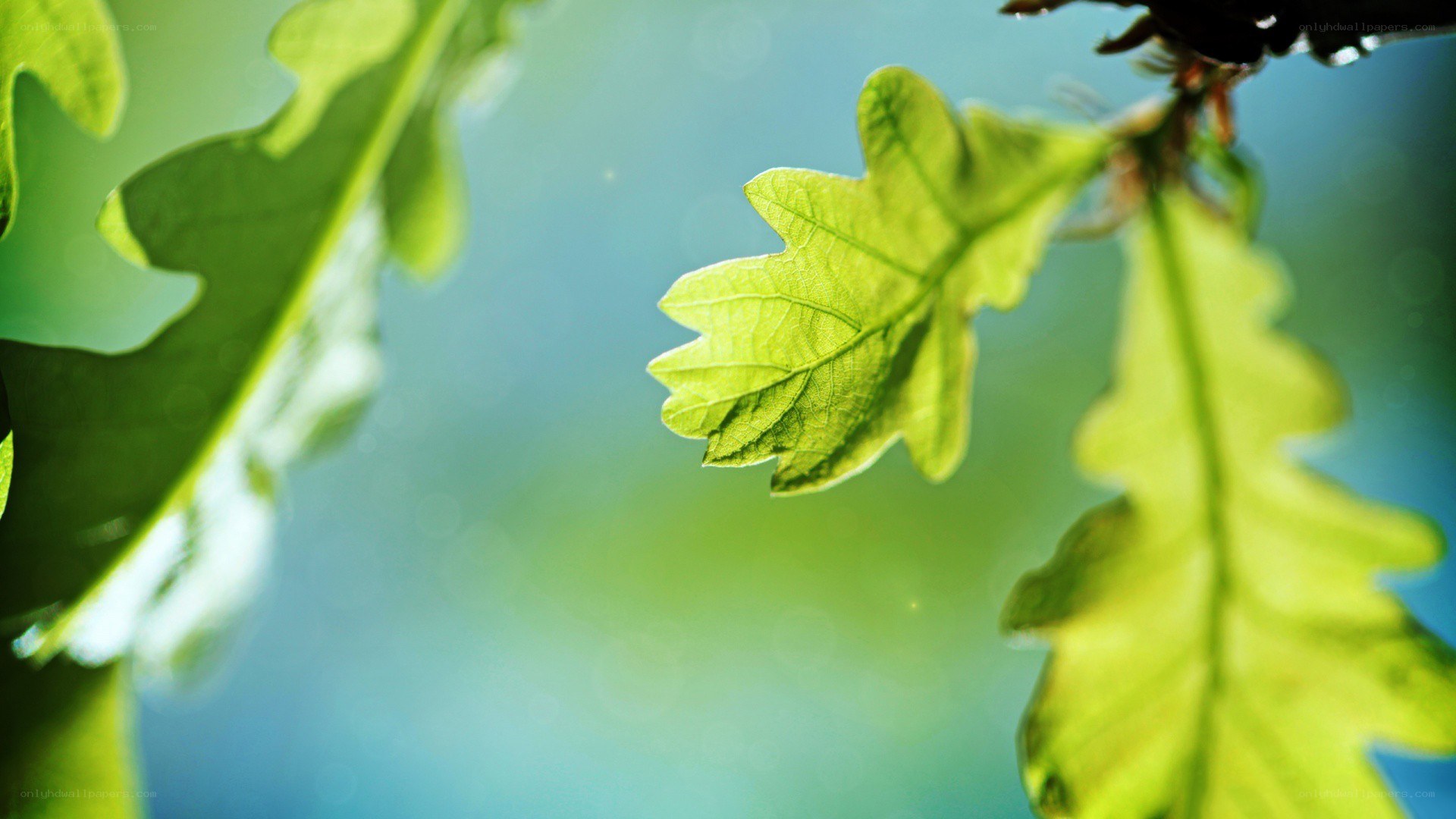 green oak leaves in sunlight