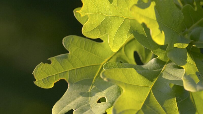 green oak leaves in sunlight