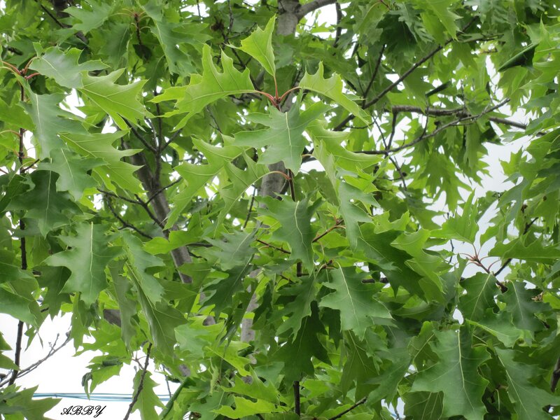 Green Oak Leaves — Natural
