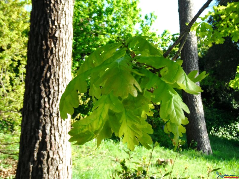 Green Oak Leaves — Serene, Afternoon