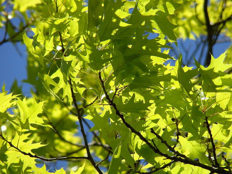 Green Oak Leaves — Serene