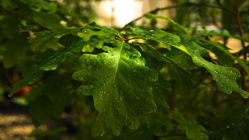 green oak leaves with water droplets