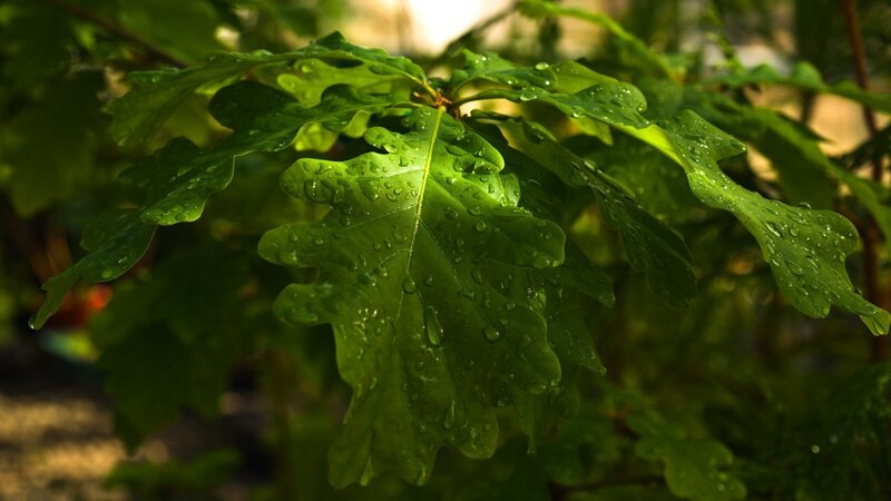 green oak leaves with water droplets