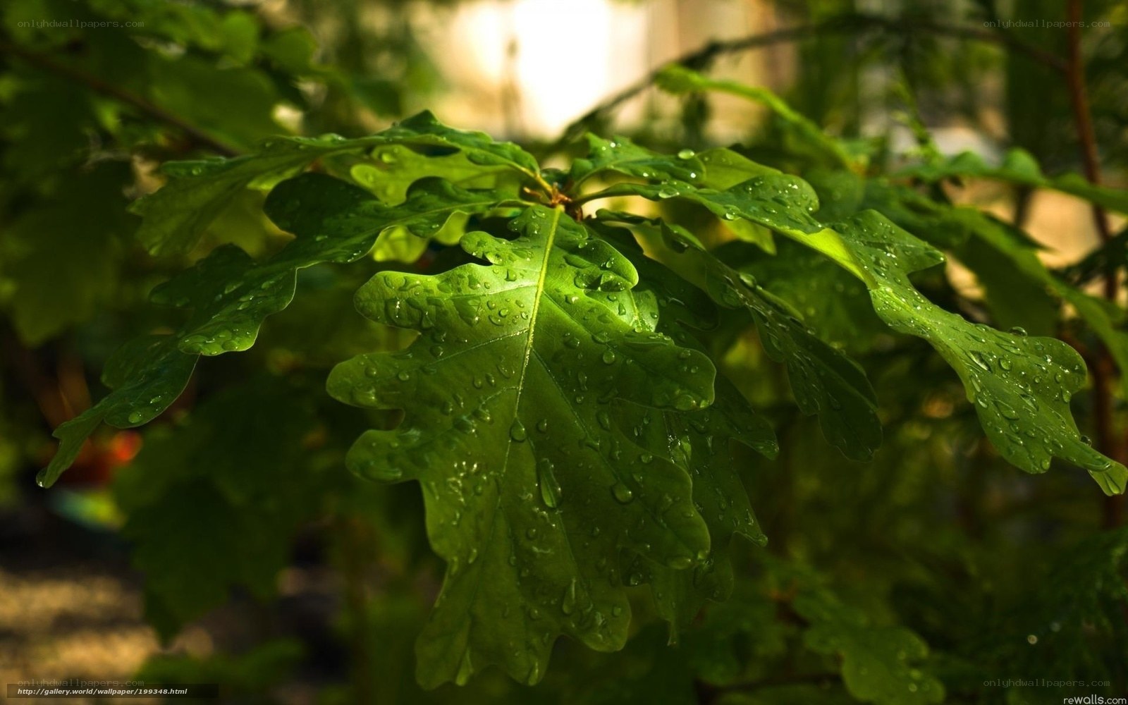 green oak leaves with water droplets