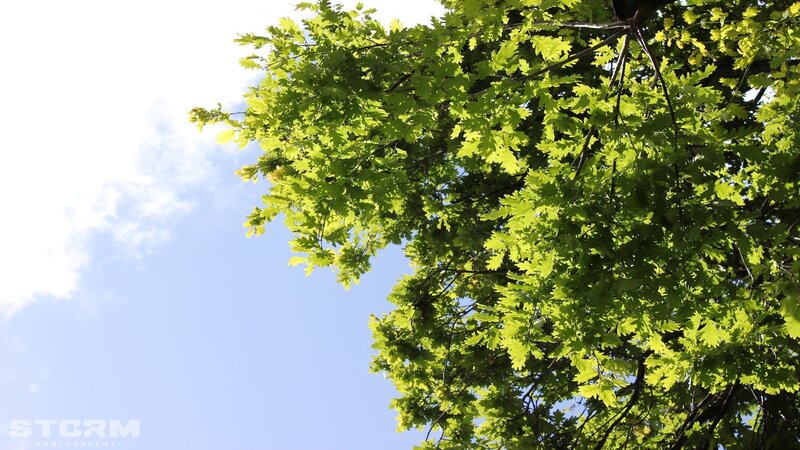 Green Oak Tree Leaves