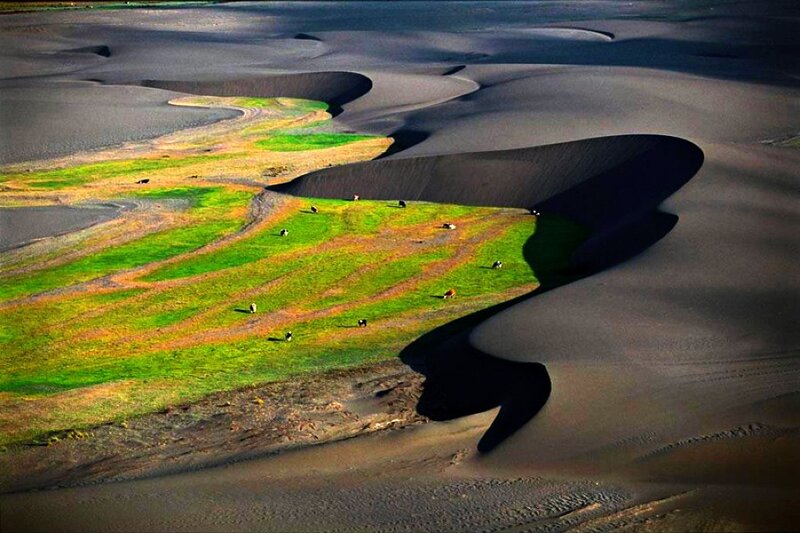 Green oasis in sand dunes