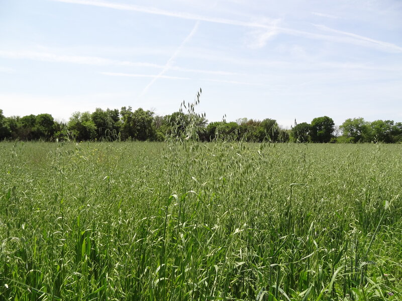 Green Oat Field