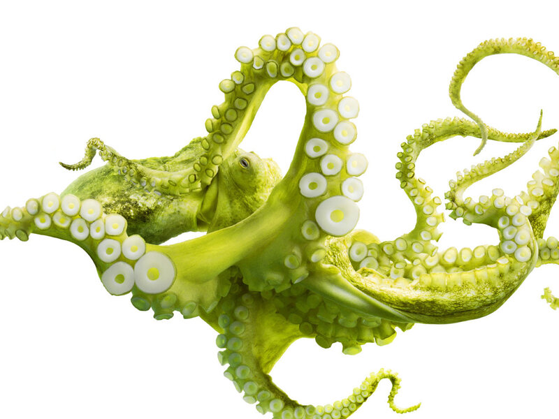 Green Octopus