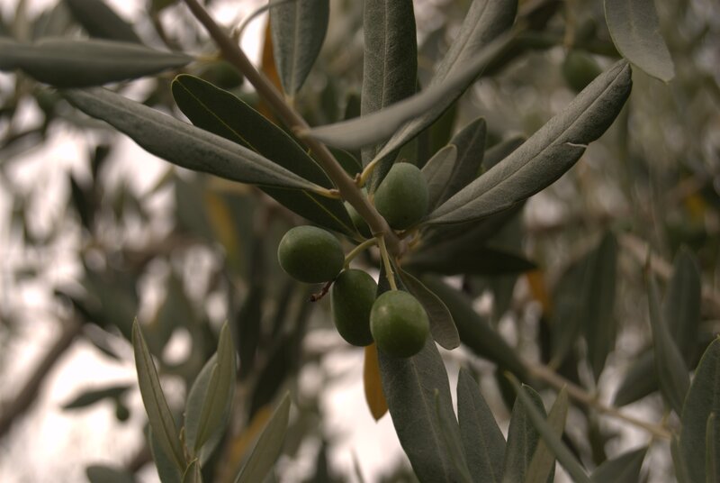 green olives on a branch