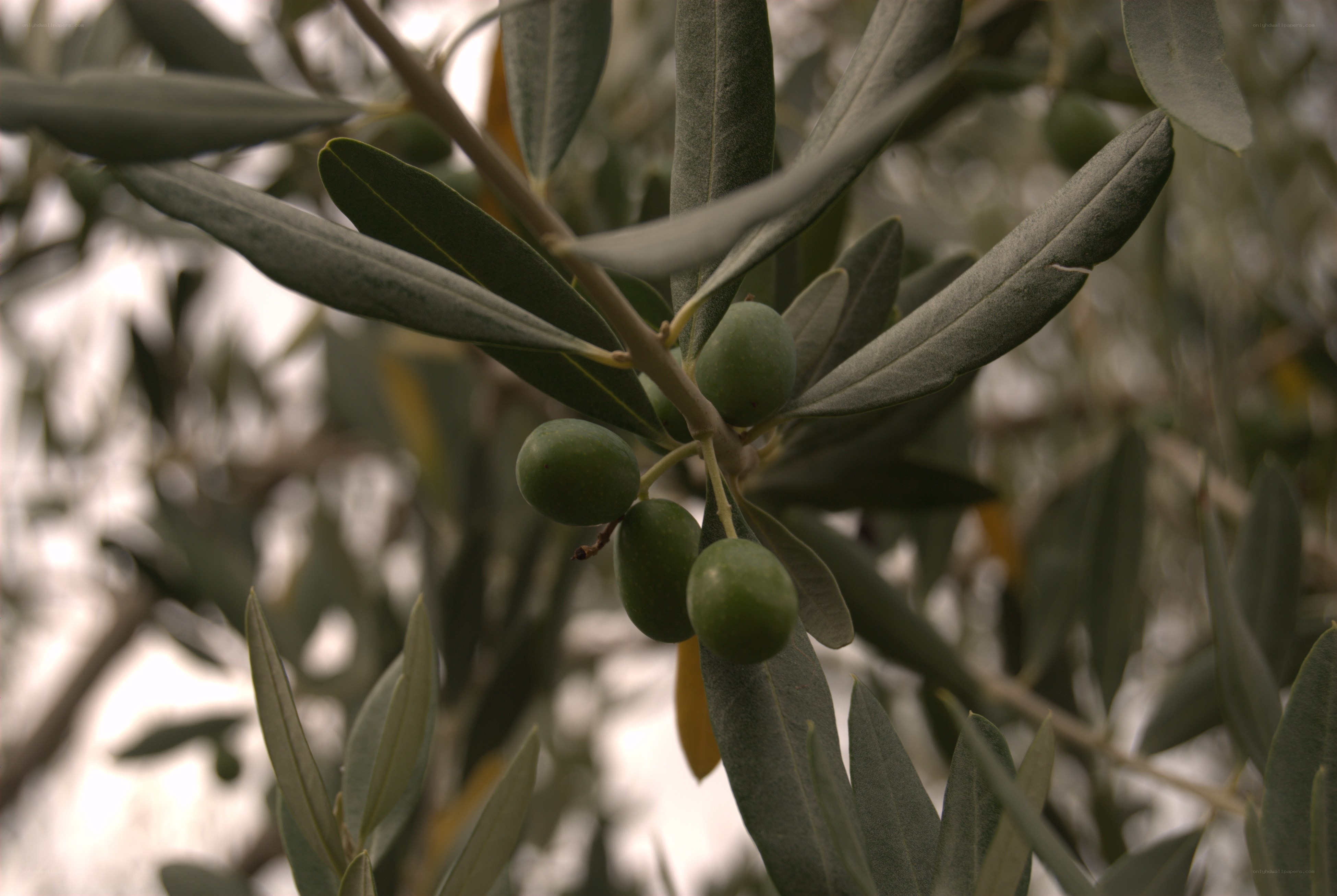 green olives on a branch