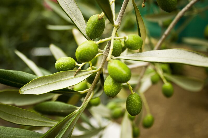 green olives on a tree branch