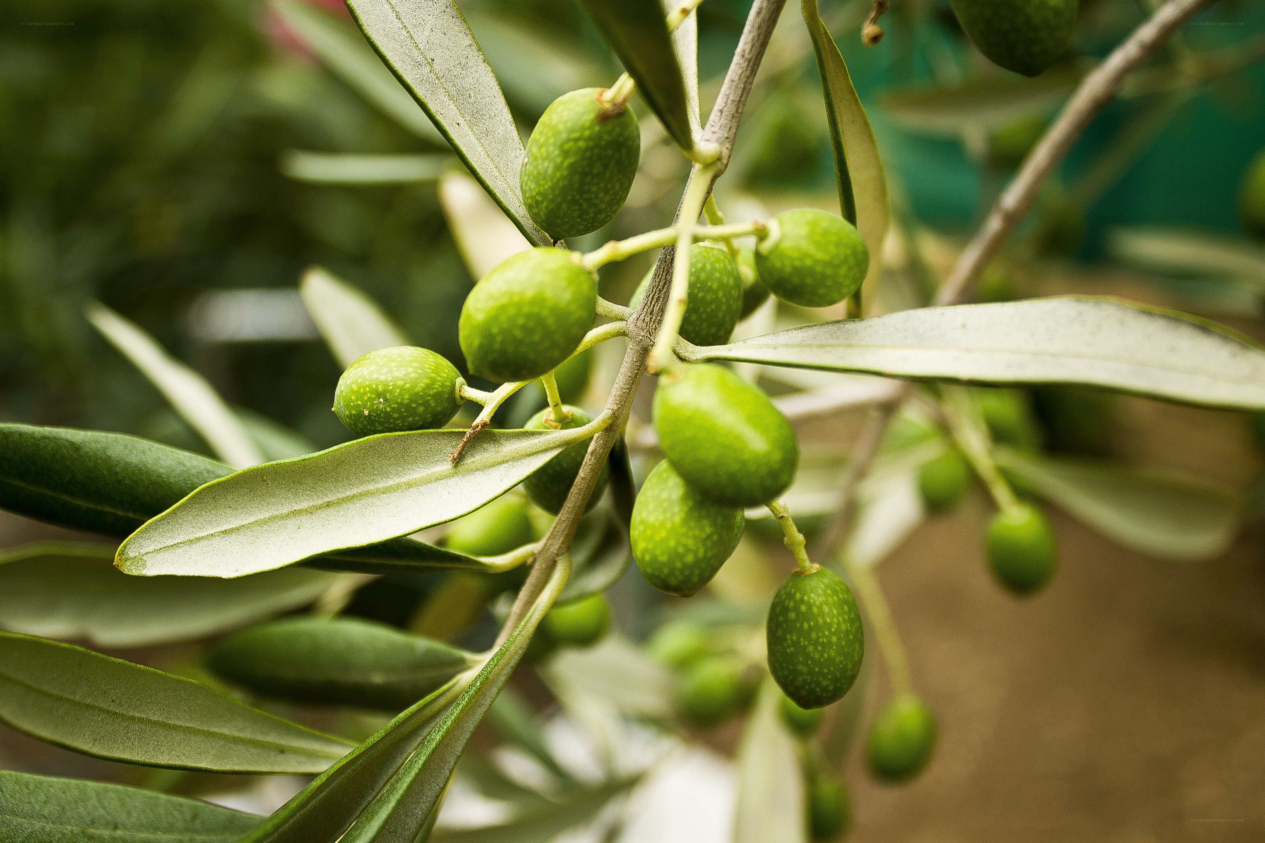 green olives on a tree branch