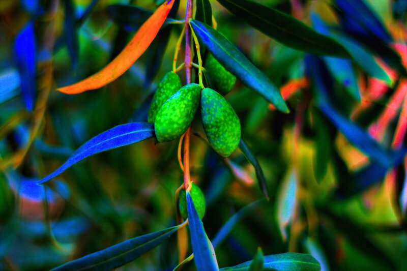Green Olives on Branch