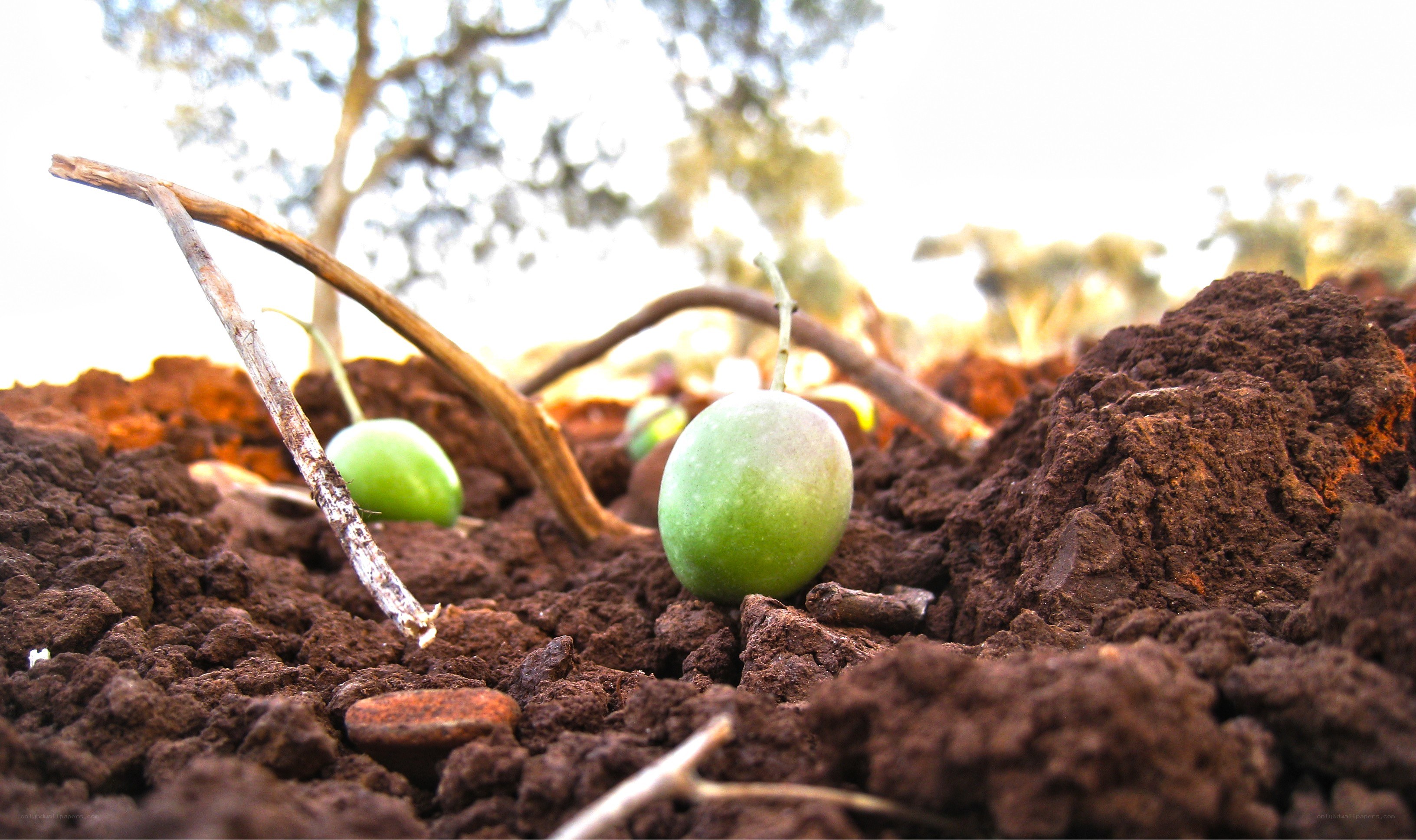 Green olives on soil