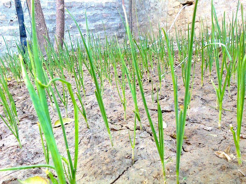 Green Onions Growing