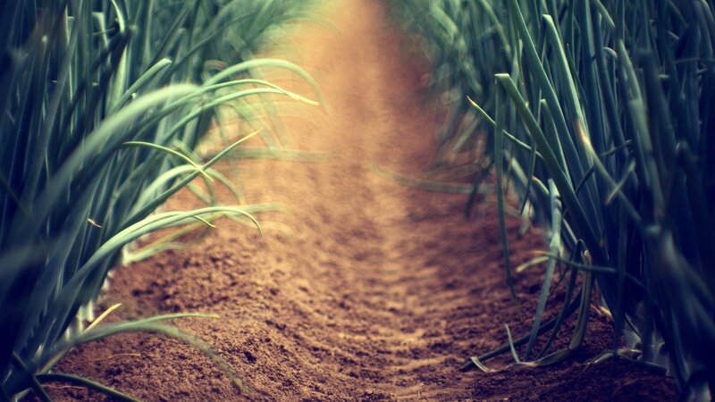 Green Onions in Soil
