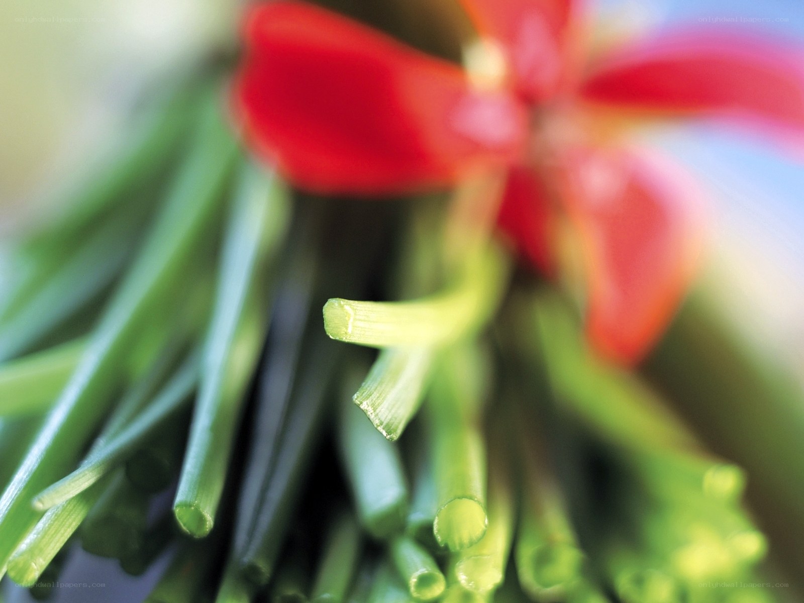 green onions with red flower