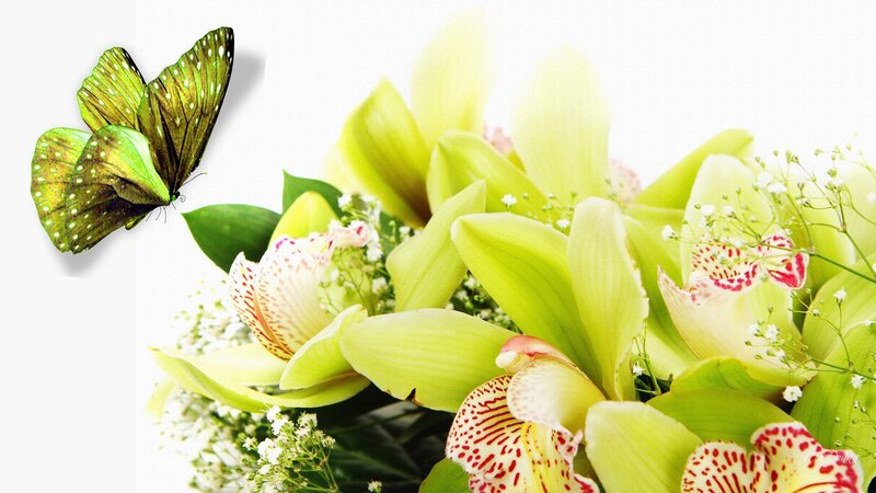 Green Orchid Bouquet — Serene