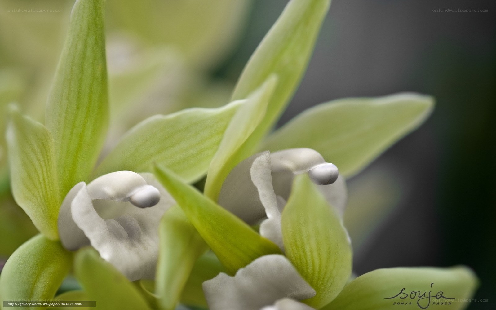 green orchid close-up
