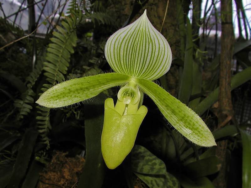 green orchid flower